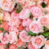 florarosalia